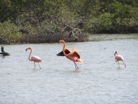 Reserve Naturelle de l'Amana